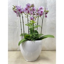퀵 배송 서울승진화분 축하난배달 서울꽃배달 승진축하서양난 서울개업화분 문정축하화분, 3.노랑