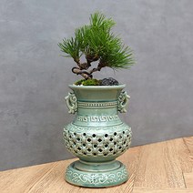 풀빛누리 미니 소나무분재 해송