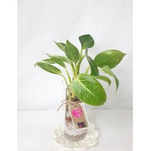 버킨콩고 수경재배식물 키우기 쉬운 식물 수중 식물 반려식물, 7코바늘 코스터