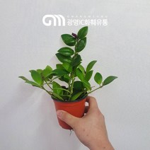10~25cm 45 트리쵸스 트리초스 소품, 1개