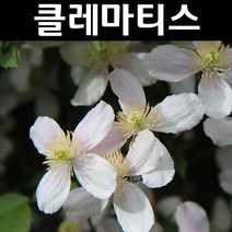 클레마티스(큰꽃으아리) 몬타나 메이린 포트 1개/꽃숙근/조경용