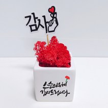 스마일컴퍼니 은혜캘리 스칸디아모스 화분, 04_(마)_스승의 은혜 캘리 모스-레드