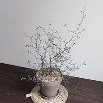 행복레시피 마오리 코로키아 실버 코토니스터 독일그레이토분SET(중형.대형), 마오리 그레이토분SET_중형(받침대 포함), 1개