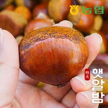 [농협] 토실토실 햇밤 순창 알밤 특대 (제수용), 1박스, 특대 7kg