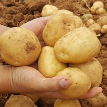 [삼촌농장] 파근파근 햇 수미감자 3kg 5kg 10kg, (특)10kg, 1개