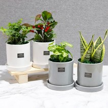 가꾸지오 공기정화식물 먼지제거 인테리어식물 심플원형화분4p세트, 사각화이트하분4p-잘나가는세트, 1세트