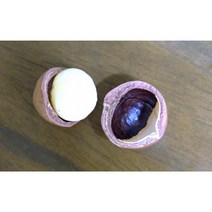 베트남 햇 마카다미아 500g 껍질 까먹는 생 견과류 / 차칸유통, 1개