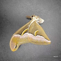 Philosania cynthia Walker et Felder 진짜 나방 나비 표본 홈 인테리어 DIY 수공예 생물 교육 연구, 02 B