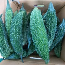 테라팜 생여주 (1KG) 여주 천연인슐린 고야 비터멜론, 1봉, 1KG