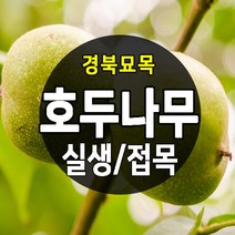[경북농원] 실생/접목 호두나무묘목, 호두나무 실생묘  상묘