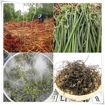 지리산참조은 고사리나물 500g, 1box