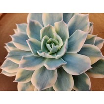 정화다육 다육금 섭세실리스금