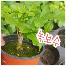 녹보수-부와 명예를 상징하는 녹보수
