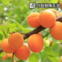 살구나무 왕살구 유실수 가림원예조경, 왕살구(하코드) R4cm결실주, 1개