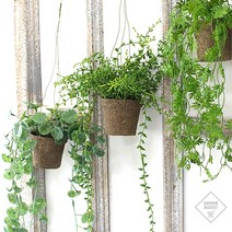 행잉플랜트 행인플렌트 벽걸이화분 공중식물인테리어 넝쿨 덩굴 플랜테리어 조화장식오브제, 콩란 포트