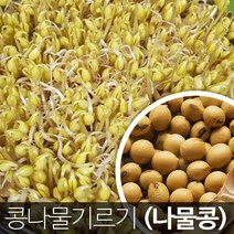 진도장모와 서울큰사위 국산 콩나물콩 집에서 간편 재배 노란콩 22년 11월 햇콩 잡곡콩 가능, 2개, 1kg