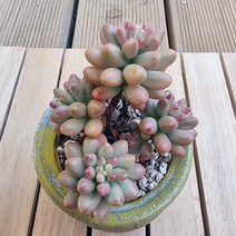 오로라 키우기 쉬운 다육 랜덤 분별도1-30, 단품