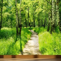 풍경디자인벽지 인테리어뮤럴벽지 자작나무 숲, 가로 180cm x 세로 130cm