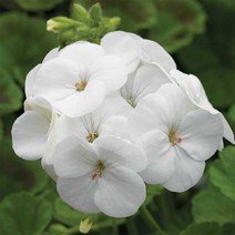 씨앗 제라늄 핀토 화이트 5립