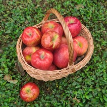 [별담농]23년 햇 가을 홍로 요까 시나노 사과 2~10kg, 햇가을사과실속2.5kg 중과(9-11과)