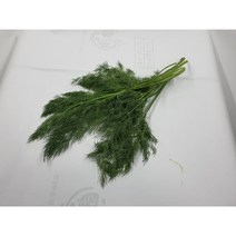 [특급] 허브 딜 500g 생잎 향신료, 1개