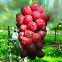 씨없는 적포도나무 묘목 (레드 샤인머스켓) 유망 신품종으로 병충해에 강해요, 1개