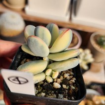 [해뜰다육] 방울복랑금4 다육식물 선인장
