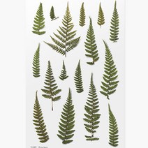 압화스티커 팬시 다꾸 폰꾸 스티커 고사리 꽃스티커 압화책갈피 꾸미기