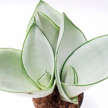 트리앤 스투키 산세베리아 수퍼바 금전수, 09. 문샤인 3촉 1개