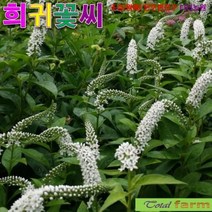 (꽃씨) 팝플러스 큰까치수염 10립