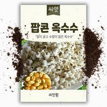 팝콘 옥수수씨앗 (180립)