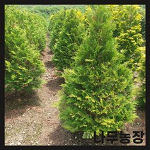 (나무농장) 서양측백 골든브라반트 4치 장포트, 1개
