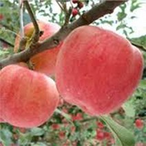 광일농원 사과나무 2년생 2그루 묶음 부사 아리수 홍로