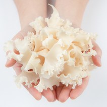 GAP인증 친환경 자연으로만든 생 꽃송이버섯 500g