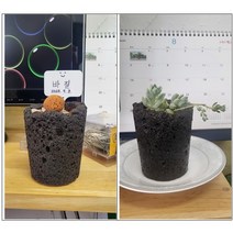 원예 교육 화분만들기 키트 교육 DIY 창의 교구 방과후활동, 스테비아, 흰색