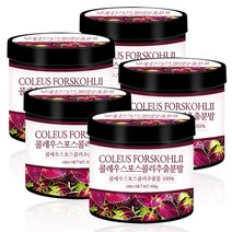 푸른들판 20배 농축 콜레우스 포스콜리 추출 분말 가루 100%, 160g, 5통