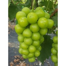 [경민농원]샤인머스켓묘목 샤인머스켓나무 청포도묘목, 샤인머스켓(18808)