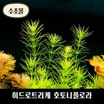 [수초몰] 히드로트리케 호토니플로라 키우기 쉬운 수초, (특가) 5촉