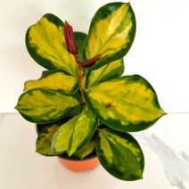 러브코리아 리사호야 호야키우기 꽃도매시장 희귀식물 실내공기정화식물 공기청정식물, 단품, 1개