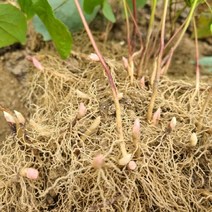 파릇파릇 삼지구엽초모종 10주1상품/음양곽 약용식물모종 산약초모종 자연산약초모종 종근 종자 종묘 종구 구근 3월1일 배송시작