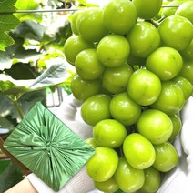 국내산 프리미엄 김천 샤인머스켓 포도 1kg 2kg 청포도 씨없는 포도 망고포도 에어포장 박스 제철과일 선물세트 보자기, 4_1. (선물용)프리미엄 샤인머스켓 2kg x 1박스