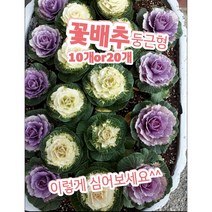 꽃배추-10개or20개/노지월동최강 추워야 더예쁜 꽃배추, 20개