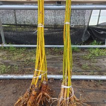 [새싹에서 나무까지] 황금회화나무 접목1년 (1주) 회화나무 조경수나무 노란가지