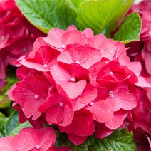 [충북농원] 썸머러브 레드 엔들레스썸머수국 묘목 - 6치 포트묘, 단품, 1개