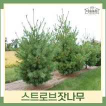 잣나무 묘목 스트로브잣나무 실생3년생 포트묘 2개