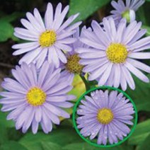 벌개미취 꽃 씨앗 야생화 꽃씨 종자 품종 정원 5000립, 없음