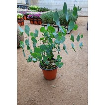 [골든플랜트] 유칼립투스 유카리 블랙잭 공기정화식물 실내식물키우기 실내식물 인테리어식물