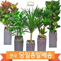 고급 대형화분 개업 축하 화분 전국 당일배송, 12. 킹벤자민