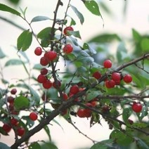 묘목/산앵두]이스라지 H0.6m KS086