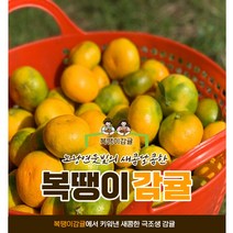 [복땡이감귤] 제주감귤 노지감귤 조생귤 5kg, 복땡이조생 쥬스용대과 (L-2L), 10kg